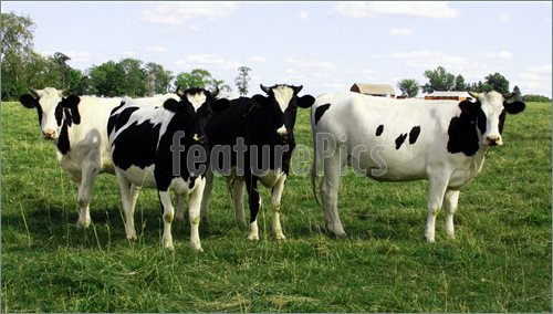Dairy Herd Of Holstein Cows Pics  Royalty Free Photo At Featurepics