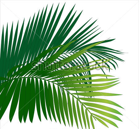 Dschungel Regenwald Blatt Pflanzen  Tropische Pflanzen Vektor Bild