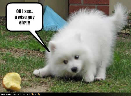 Funny Dog Pictures With Quotes Funny Dog Picture Puppy Dog Pictures    
