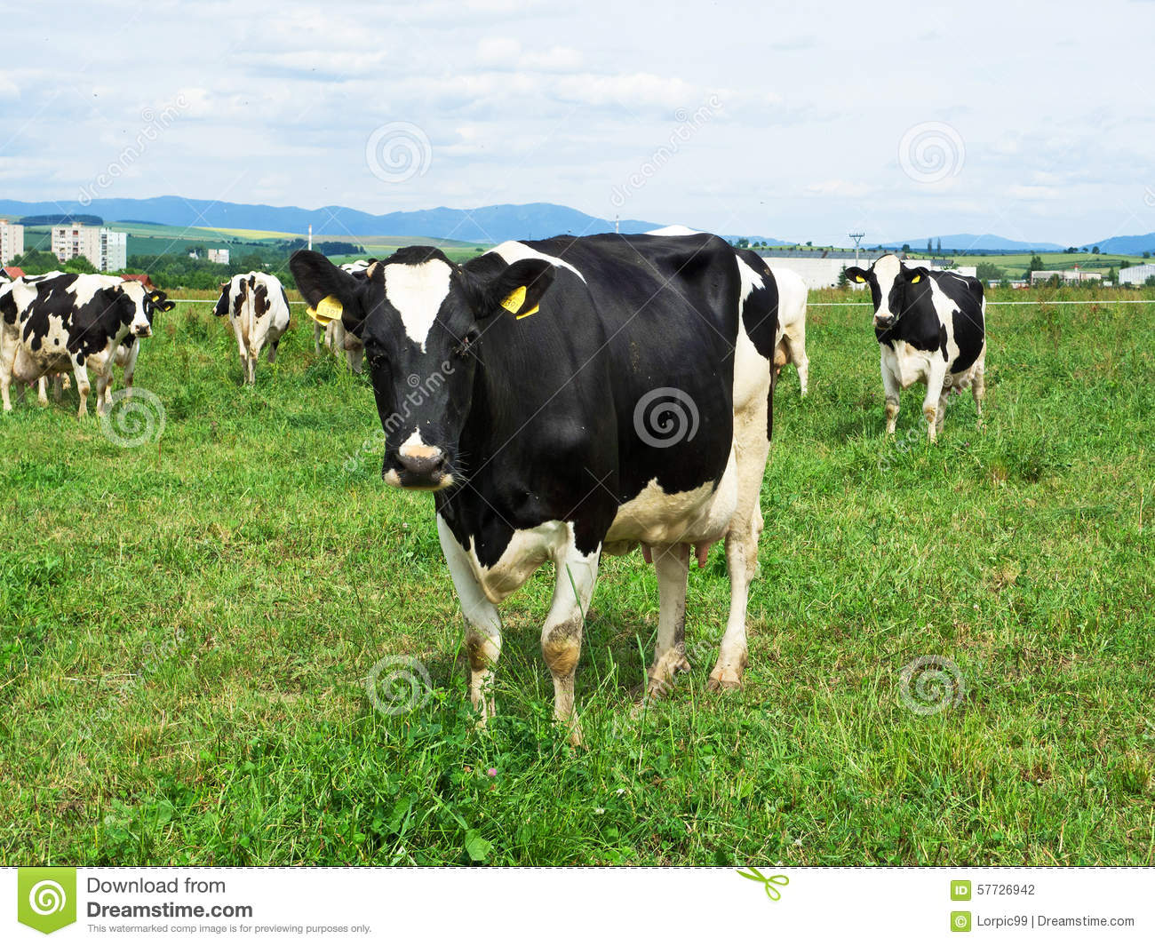 Herd Of Black And White Holstein Friesian Dairy Cattle Grazing In A    