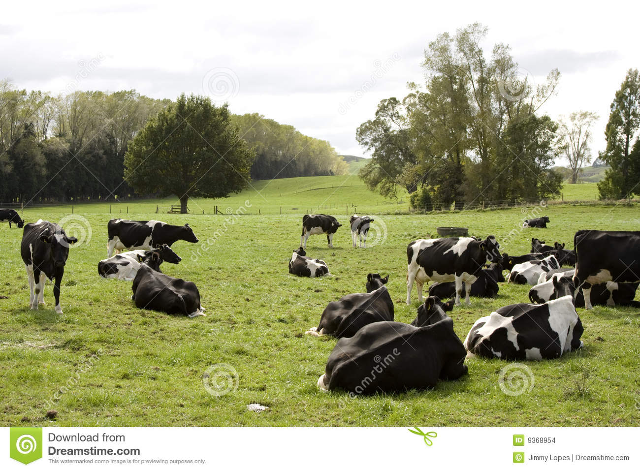 Herd Of Dairy Cows Stock Images   Image  9368954