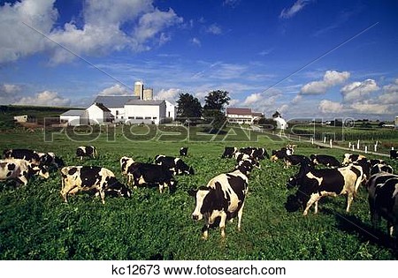 Herd Of Holstein Dairy Cows Lancaster County Pennsylvania View Large    
