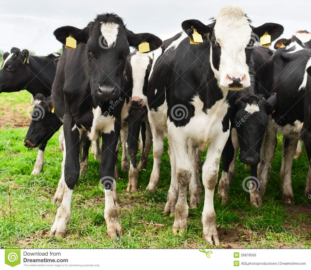 Herd Of Inquisitive Young Black And White Holstein Cows Wearing Ear    