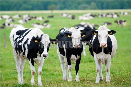 Image Of Herd Of Cows On The Pasture  Picture To Download At    