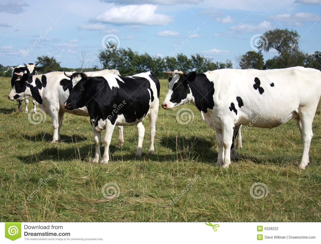 More Similar Stock Images Of   Herd Of Holstein Cows