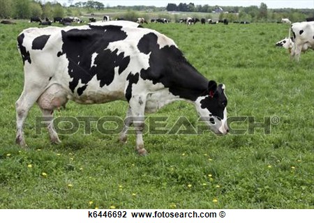 Stock Photo   Holstein Dairy Cattle Herd  Fotosearch   Search Stock    