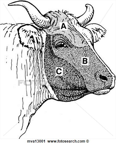 Clipart   Cutaneous Sensory Areas Of Head Bovine  Fotosearch   Search