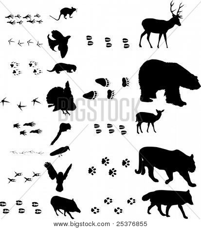 Or Photo Of Illustration With Different Animals And Tracks Collection