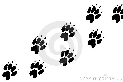Paws Footprints Royalty Free Stock Photo   Image  22420475