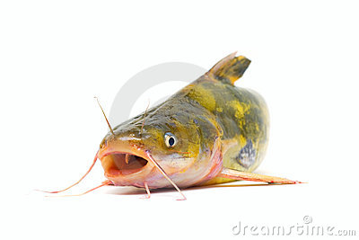 Catfish Mouth Open On A White Background 