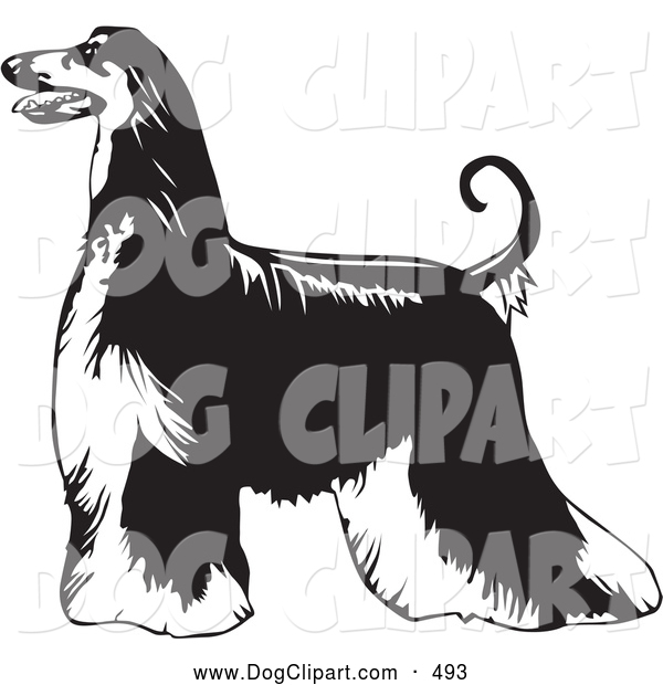 Clip Art Of A Cute Long Haired Afghan Hound Dog Standing Proudly In    