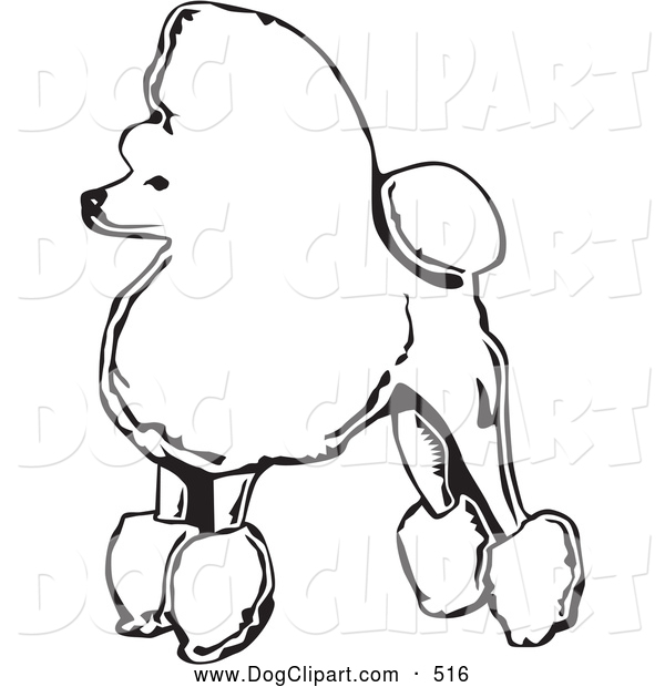Clip Art Of A Fancy White Toy Poodle Dog Standing In Profile Facing    
