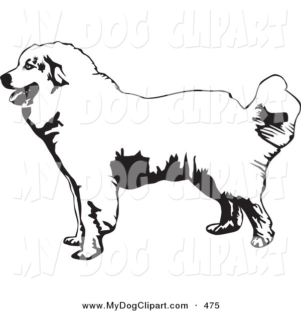 Clip Art Of A Friendly Great Pyrenees Mountain Dog In Profile Facing    