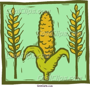 Grain Harvest Wheat And Corn Crops