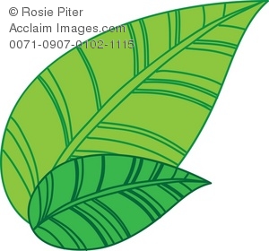 Pictures Green Tea Leaf Clipart   Green Tea Leaf Stock Photography