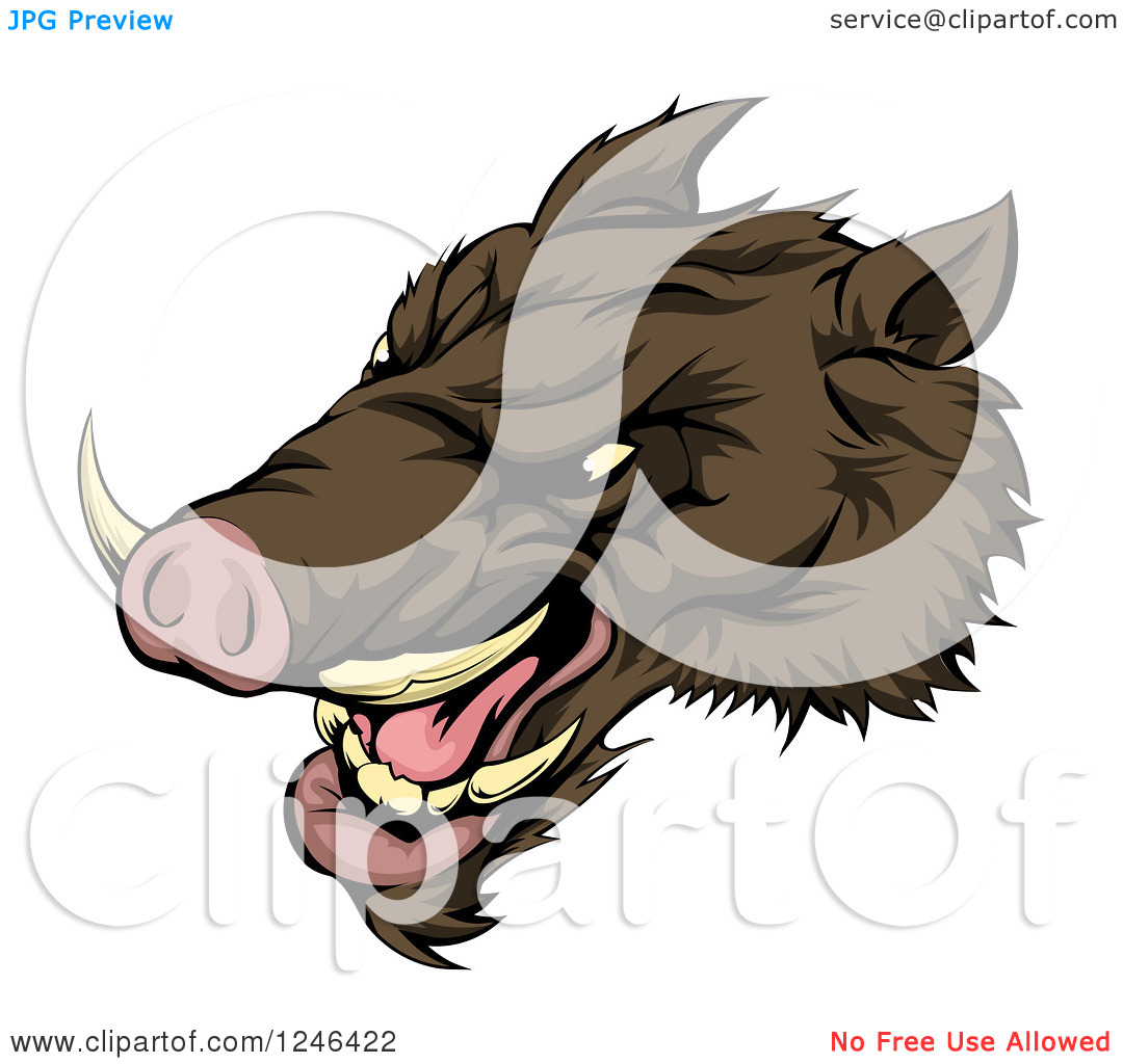 Clipart Of A Snarling Aggressive Razorback Boar Mascot Head   Royalty