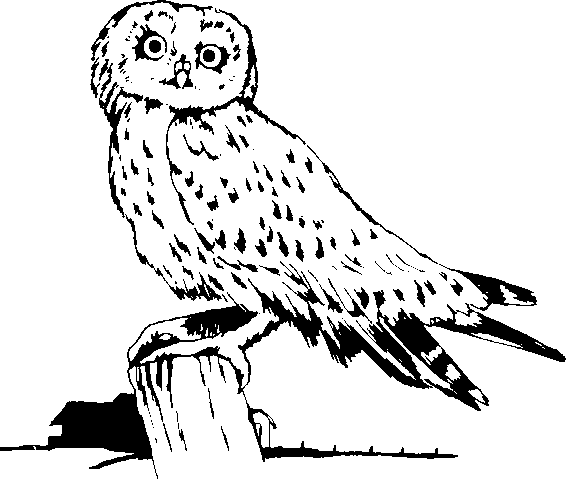 Owl Clipart Black And White Images   Pictures   Becuo