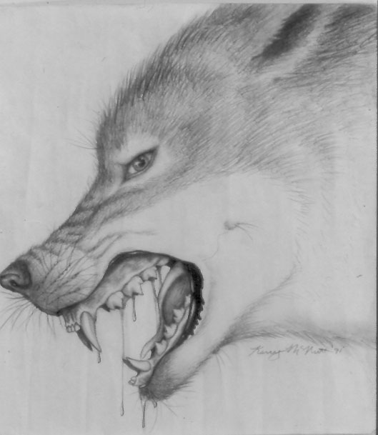 Snarling Dog Drawing Images   Pictures   Becuo