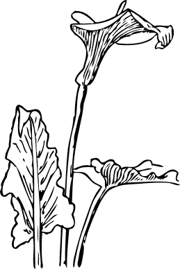 Terms  Black And White Blossom Bw Cala Lily Coloring Pages Flower    