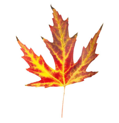 Fall Leaves Border Clip Art   Clipart Best