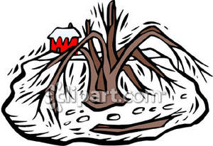 Tree Broken By A Snow Storm   Royalty Free Clipart Picture
