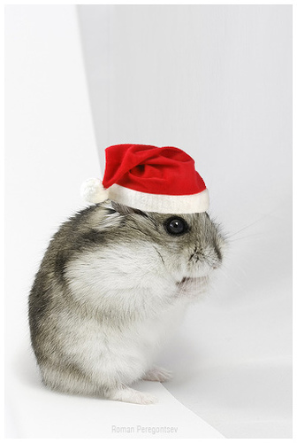 Christmas Hamster   Free Images At Clker Com   Vector Clip Art Online