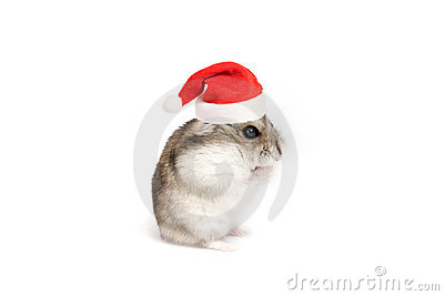 Christmas Hamster