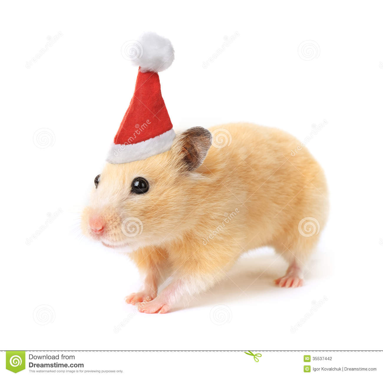Christmas Hamster Isolated On White Background