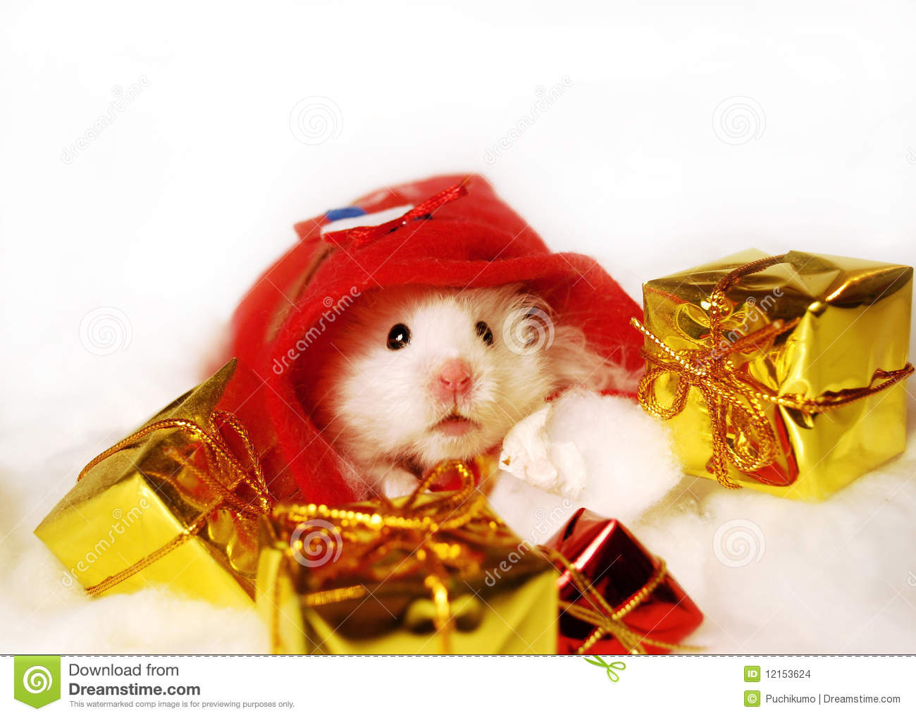 White Syrian Hamster In Santa Claus Sack With Christmas Gifts On White    