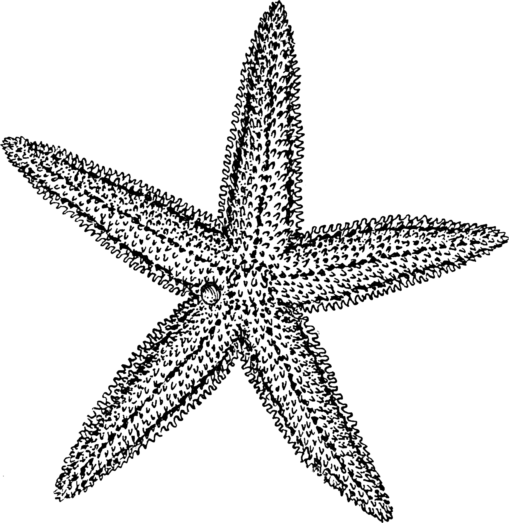 Blue Starfish Drawing   Clipart Panda   Free Clipart Images