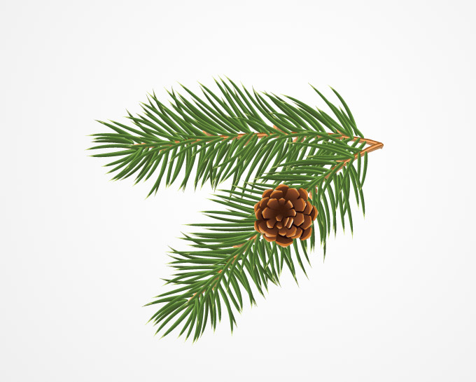 Isolated Pine Pine Cone Pine Tree Pine Tree Branch Vector Graphics