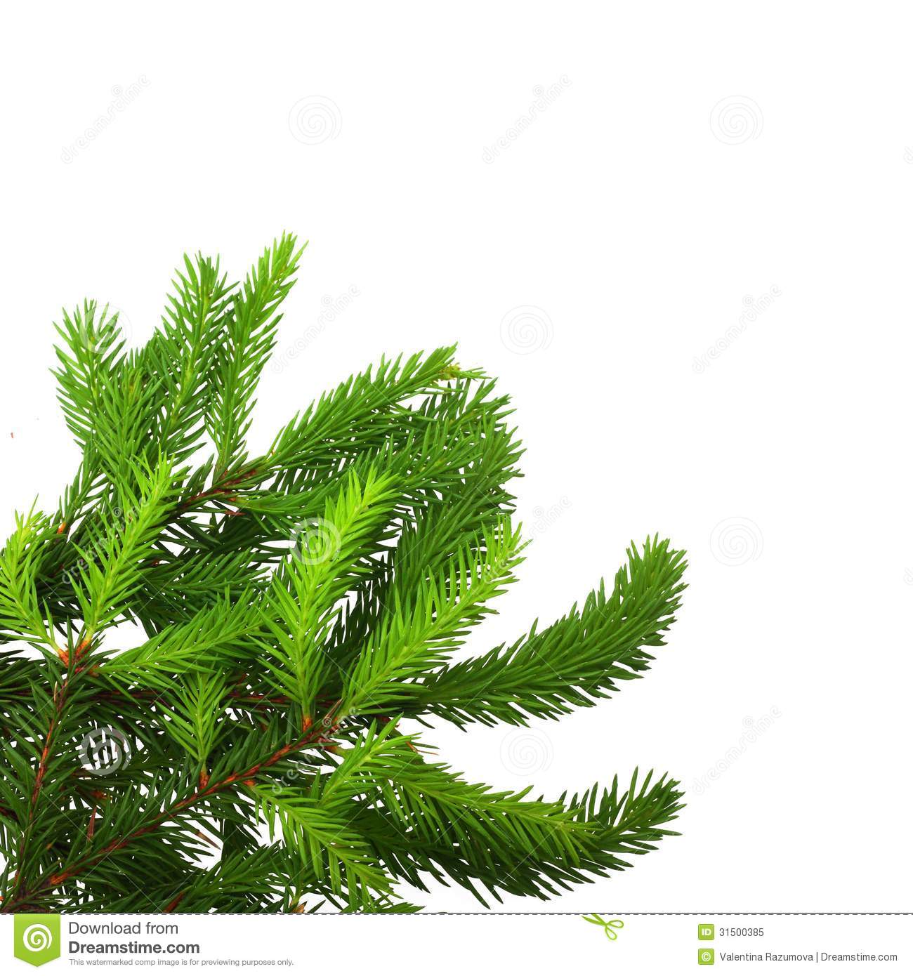 Pine Bough Clipart Pine Tree Branch