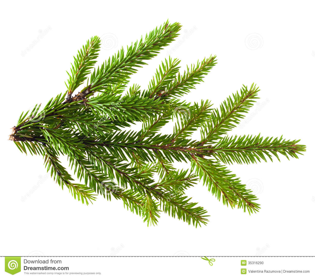 Pine Tree Branch Stock Photo   Image  35316290