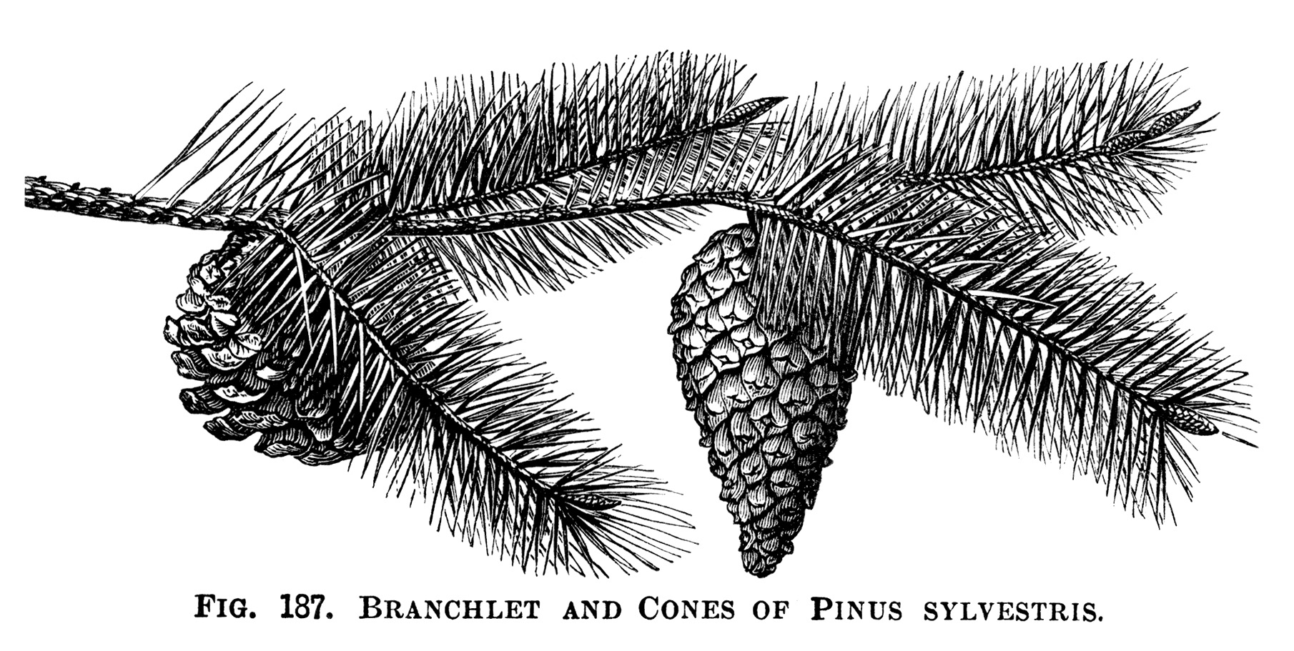 Scots Tree Pine Cone Illustration Vintage Botanical Engraving Pine