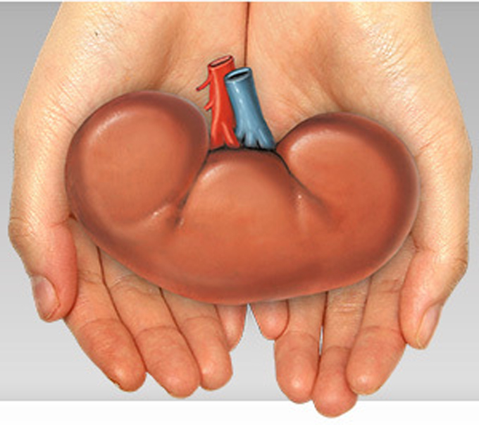 Should You Be Able To Sell Your Kidney    Forbes