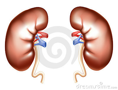 Showing Gallery For Kidney Transplant Clipart