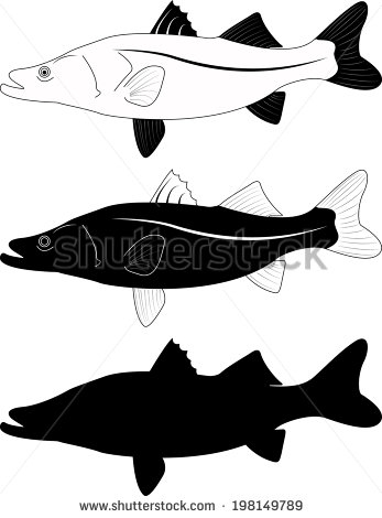 Stock Images Similar To Id 100570351   Common Snook Color Illustration