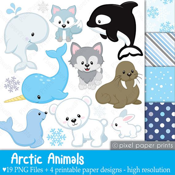 Arctic Animals Clipart And Paper Set By Pixelpaperprints On Etsy  6    