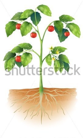 Browse   Science   Illustration Showing The Parts Of A Tomato Plant