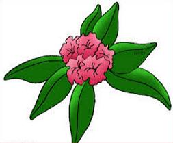 Free Coast Rhododendron Clipart