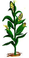 10 Cartoon Corn Stalk Free Cliparts That You Can Download To You