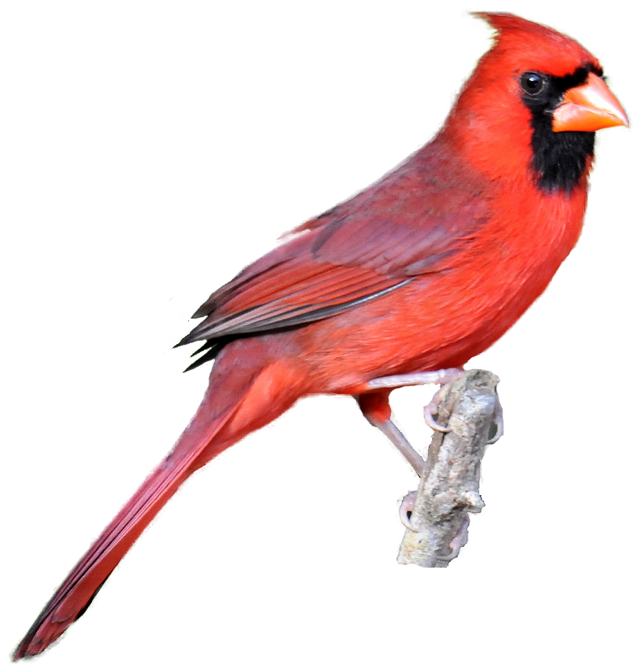 Cardinal Clipart Northern Cardinal
