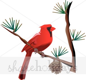 Cardinal On Pine Branch   Winter Wildlife Clipart
