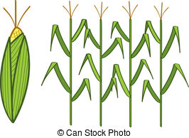 Corn   Four Corn Stalks And A Corn Cob