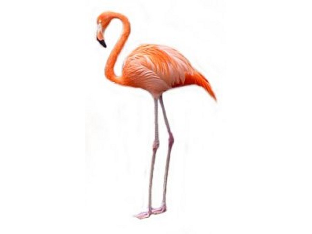 Flamingo Clip Art Pictures Free Quality Clipart