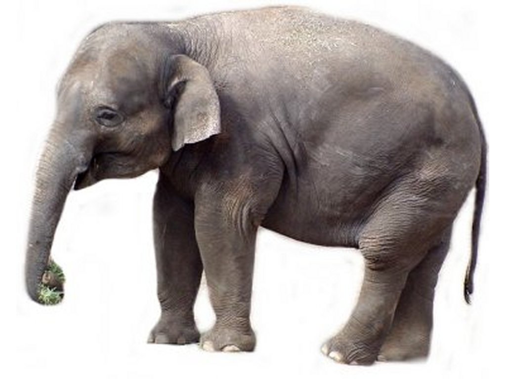 Free Elephant Clipart Pictures