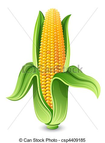 Of Corn   Corn Ear Isolated On White Csp4409185   Search Clipart