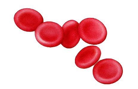 Red Blood Cell   Red Blood Cell Count   Red Blood Cell Diagram