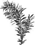 An Illustration Of An Agathis Branch  The Genus Agathis Commonly