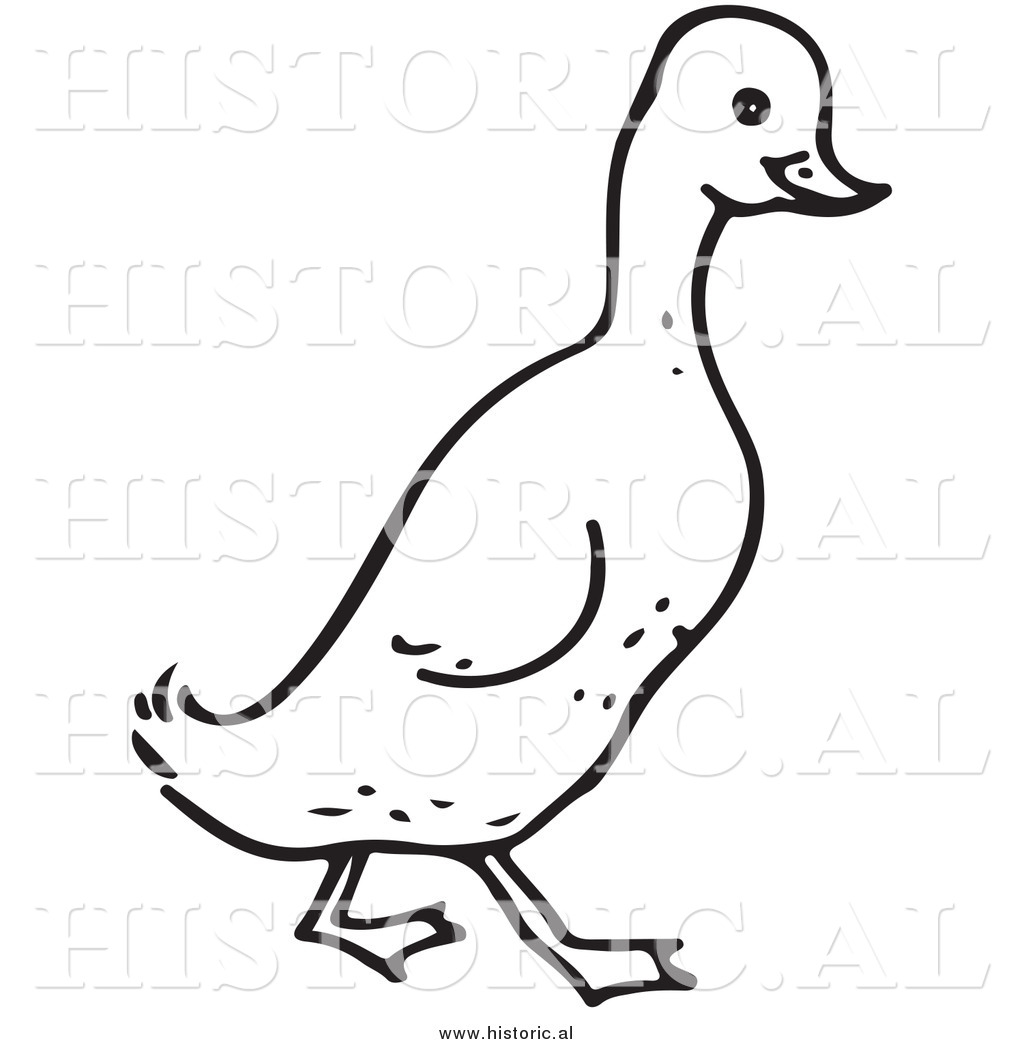 Clipart Of A Walking Duck   Black And White Drawing By Al    9273